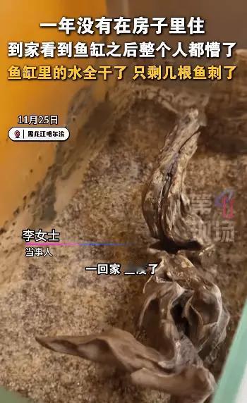 哈尔滨女子离家一年，活鱼变鱼刺：没人住的家，藏着最扎心的真相推开家门的那一