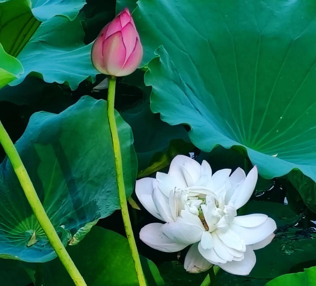 美，是对比出来的。一朵花，是红色的，一朵花是白色的。红白相映，您说哪一朵更