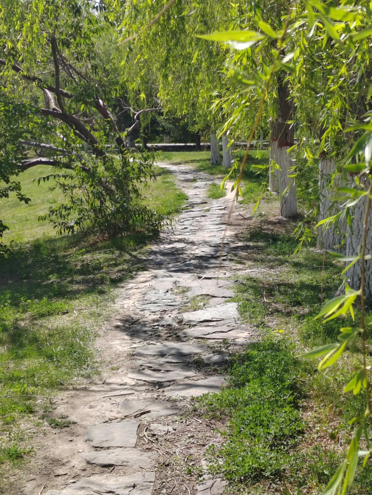 戈壁有新绿，小径通幽处。绿树成荫风景好公园风光公园晨间漫步