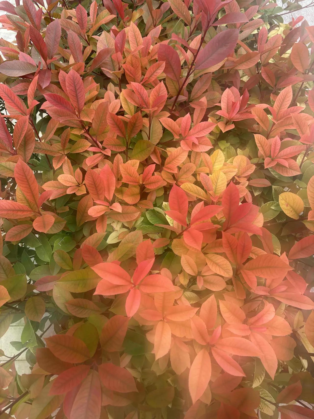 别和领导争对错|争赢面子输前途|职场生存法则跟领导较真到底划不划算?上