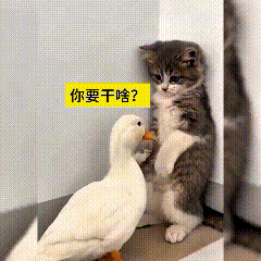 小鸭子一直黏着小猫，追着跟它玩，总想去凑近逗小猫。把小猫逼到墙角，直直地站着，看