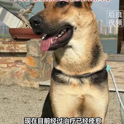 7月22日报道，北京一只80斤的牧羊犬，突然跳主人身上，把她踩骨折了，谁料到医院