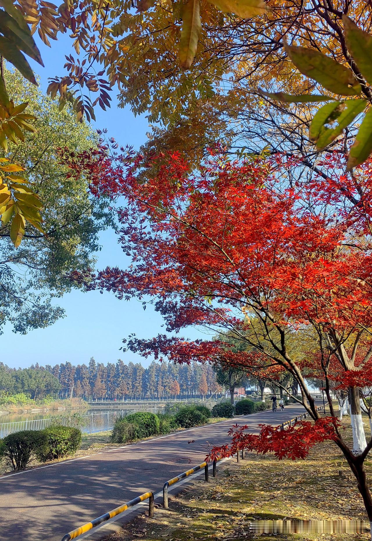 昨日游江苏宜兴丁蜀镇太湖湿地生态园景区拍摄。