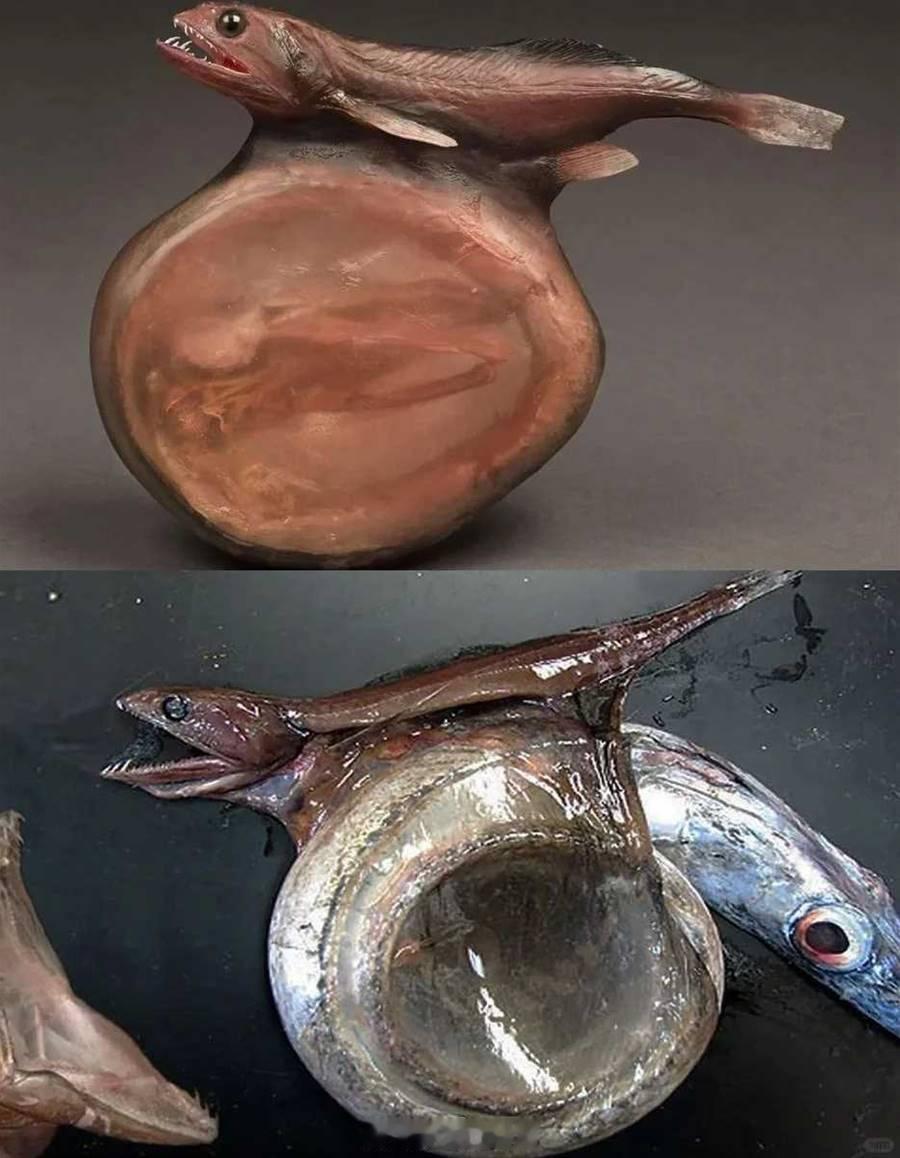 叉齿鱚Chiasmodonniger常捕捉、吞食比自己体型大很多的猎物，所