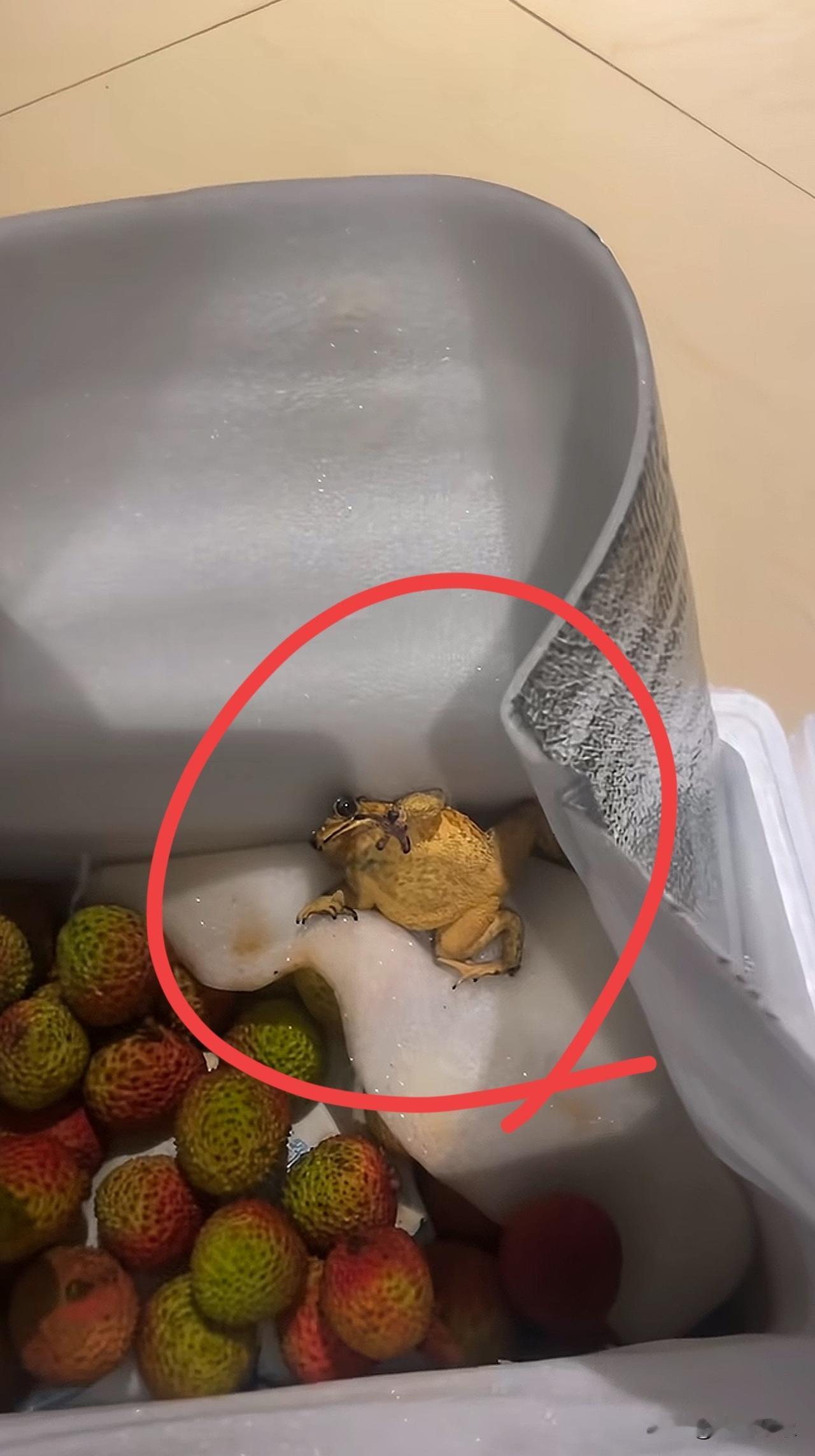 我在网上买了一箱荔枝，打开差点被吓死，它还是活的[惊恐][捂脸哭]