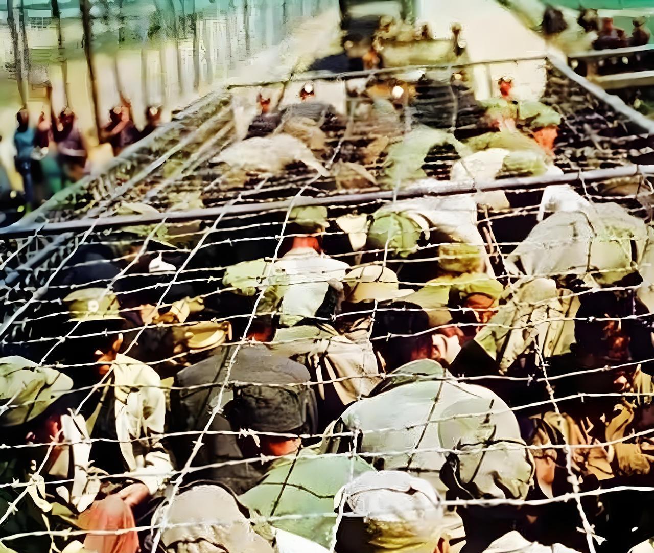 1952年在朝鲜战场上，被美军俘虏的志愿军战士。美军毫无人性地将他们双手反绑着