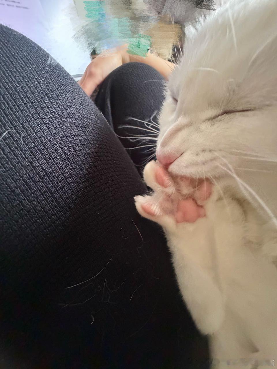 49586【丑猫】狂啃脚趾豆
