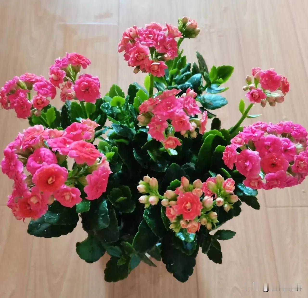 我家的长寿花开花啦，美美的好漂亮，色彩鲜艳，芳菲怡人，令人悦目赏心，长寿花从冬季