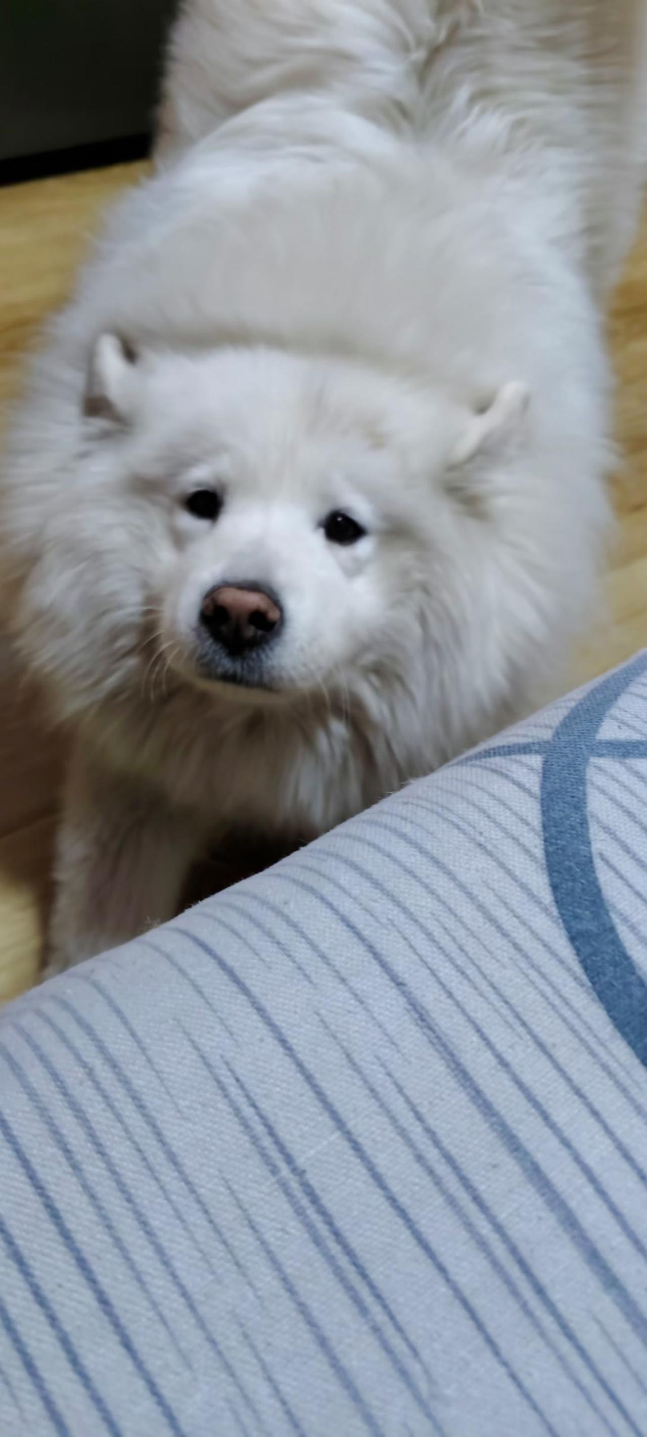 看小狗想吃的好吃的眼神[捂脸哭]