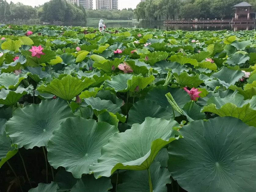 谁知道这研究生到底有没有录取？孩子自从在4月11日晚上接到了拟录取通知并点击了