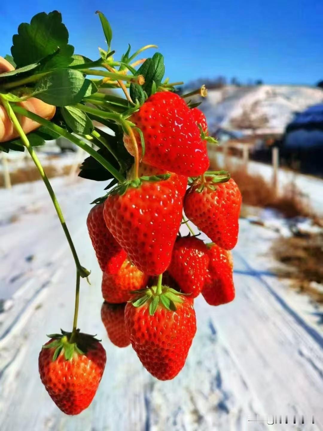 丹东草莓种植户的好消息，一直困扰本地种植户的外地假草莓会得到惩罚。丹东出台草