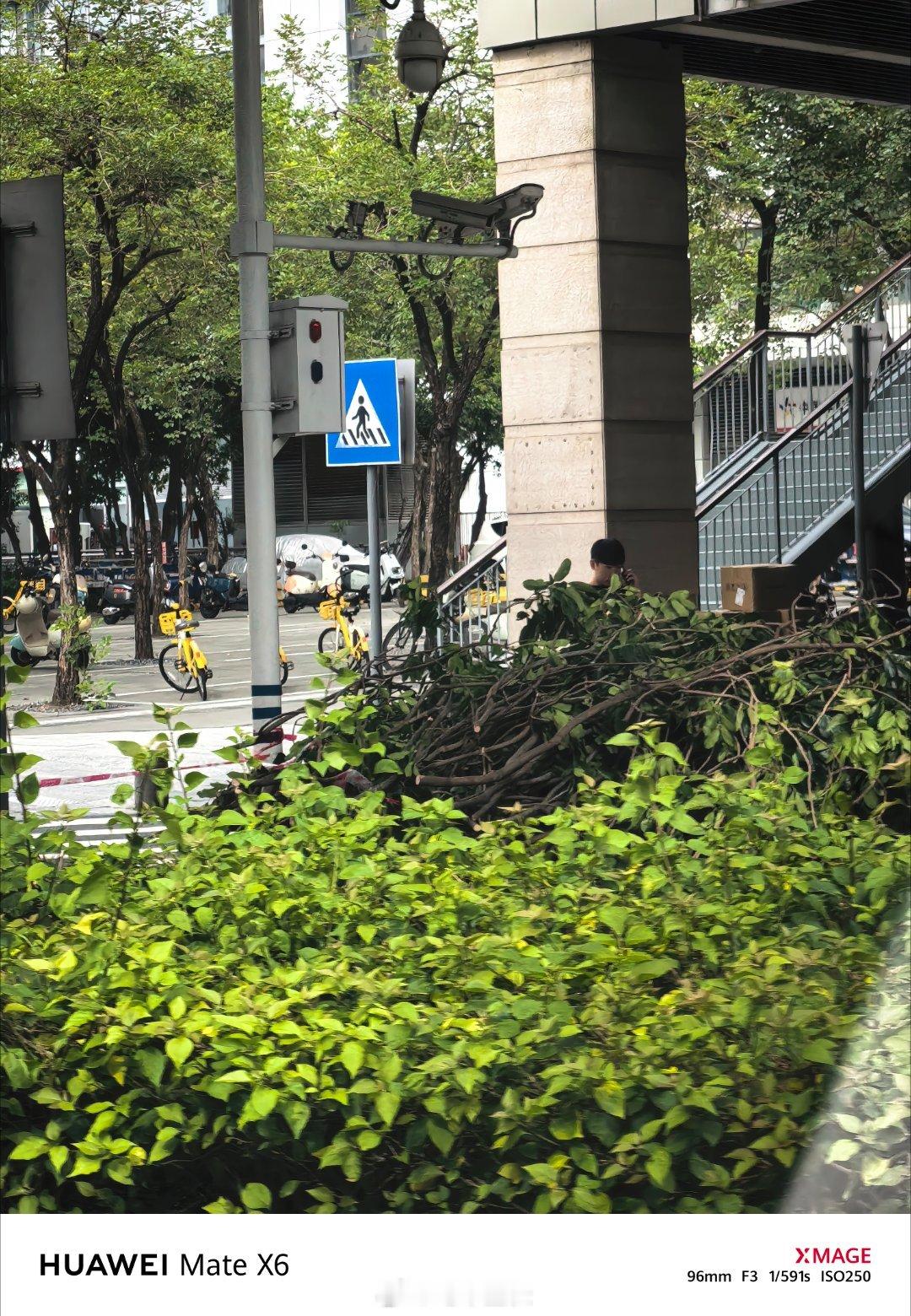 深圳不语只是一味提前砍树如图​​​