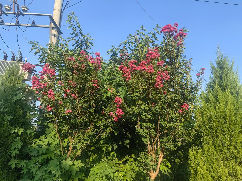 晒晒随手拍的花