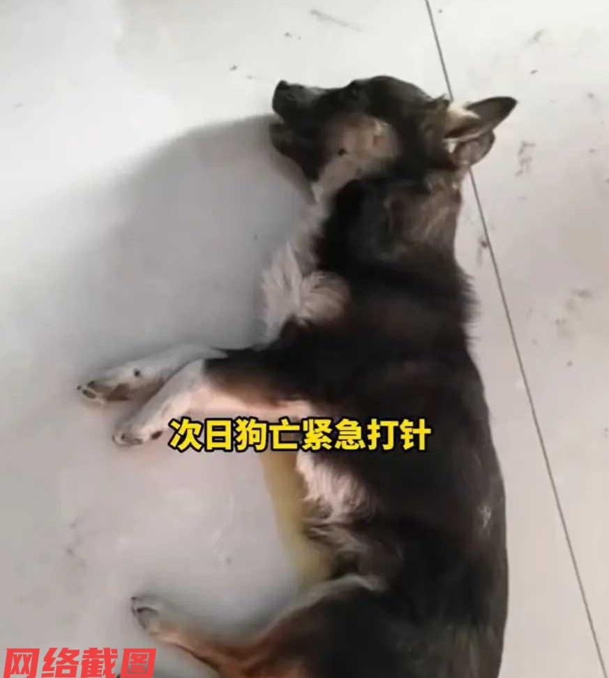 河南有男子家里养狗，不料看到狗身体不佳时，对狗抚摸不慎被狗咬。只是这只被男子