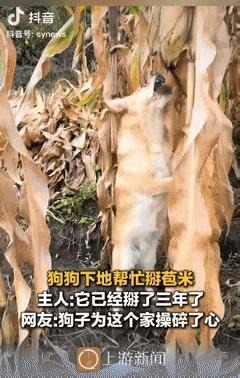 黑龙江“成精”狗子火了！帮主人摘玉米一套流程行云流水，网友：这狗粮我不吃秋日