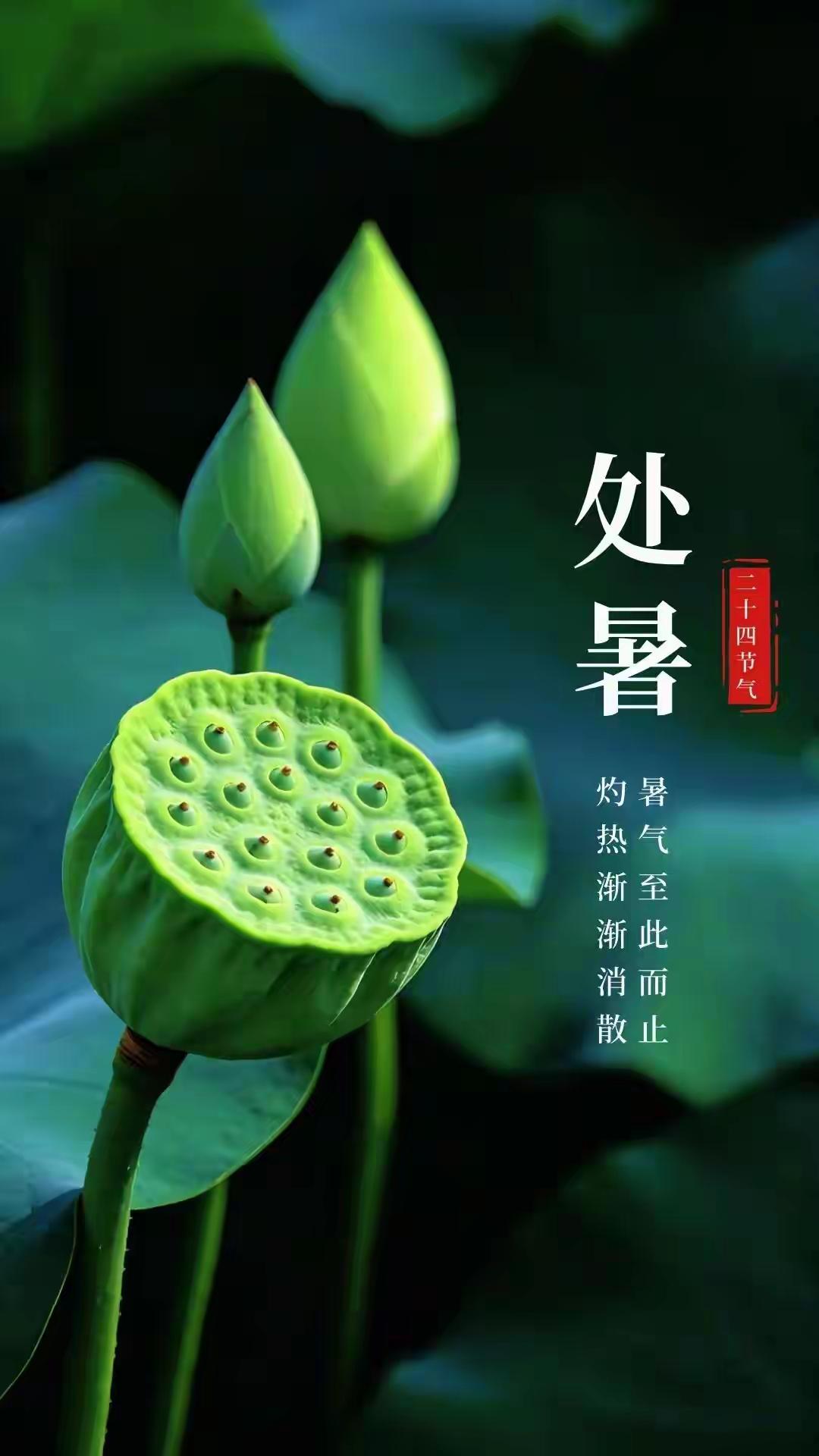 处暑一到，感觉夏天那股子燥热劲儿总算要散了。老话说“处暑天还暑，好似秋老虎”，虽