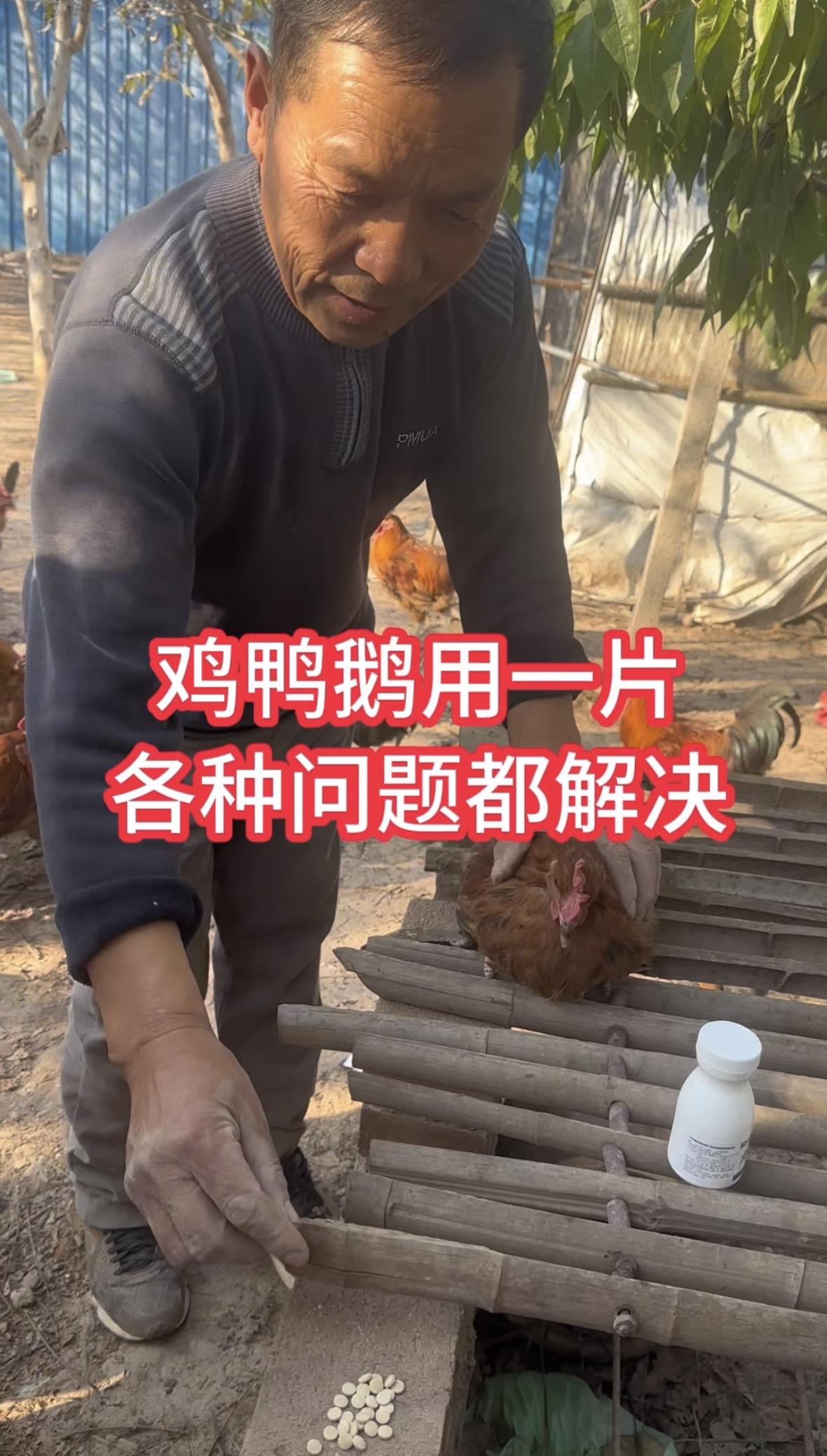 鸡鸭鹅养殖养鸡小妙招养殖人不容易科学养鸡