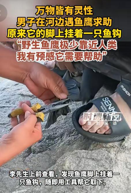 “万万没想到！”7月23日时速新闻报道，新疆阿勒泰，一只鱼鹰站在河边石块上，男子