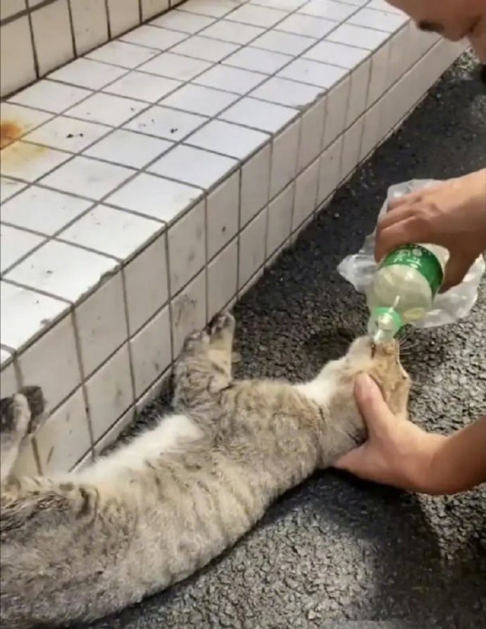早上去市场，见一只流浪猫抽搐、口吐白沫倒在地上——像误食了老鼠药。我赶紧买来醋，