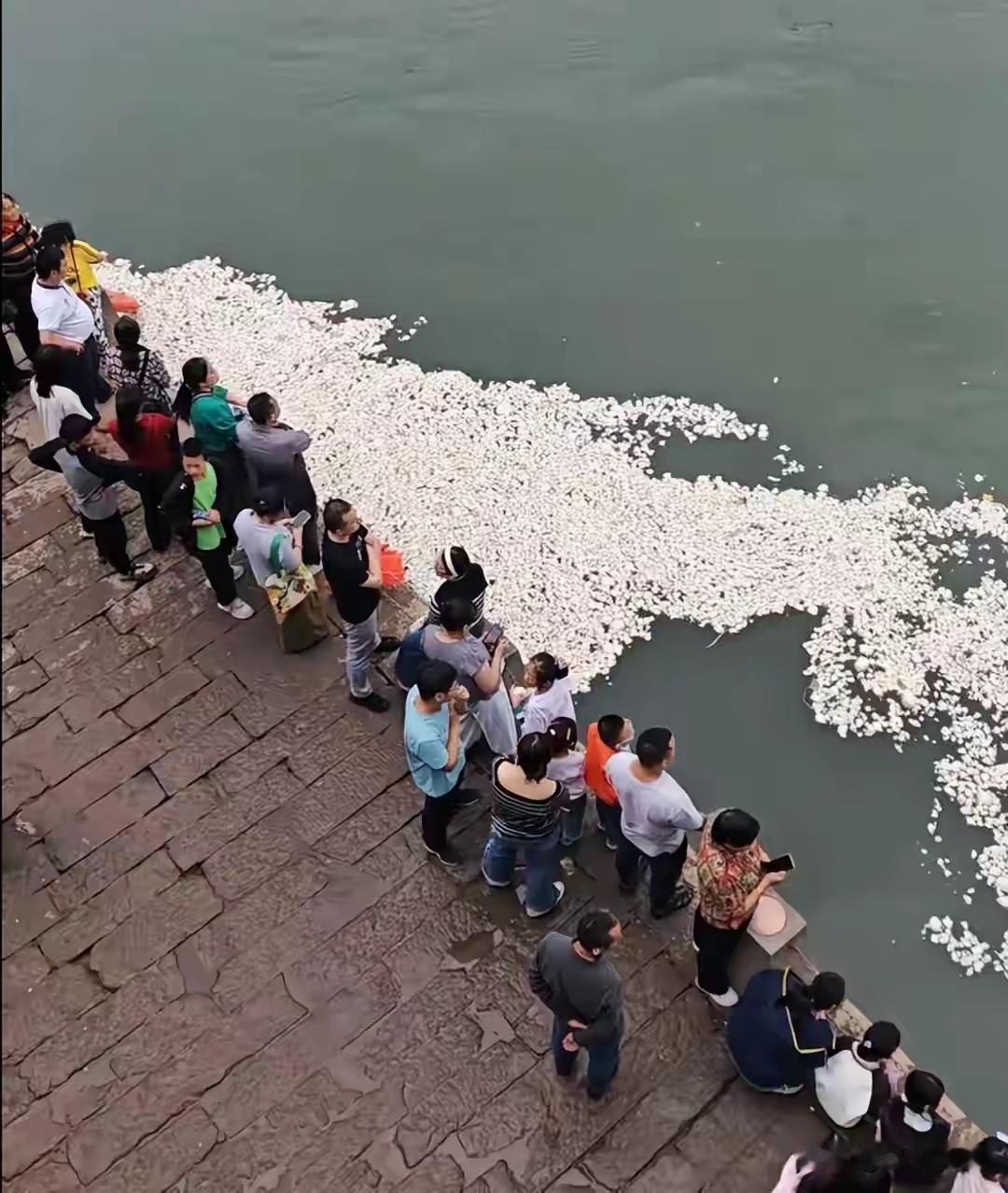江面上漂着一层白花花的馒头，多到鱼群“根本吃不完”。游客从全国各地赶来喂馒头，有