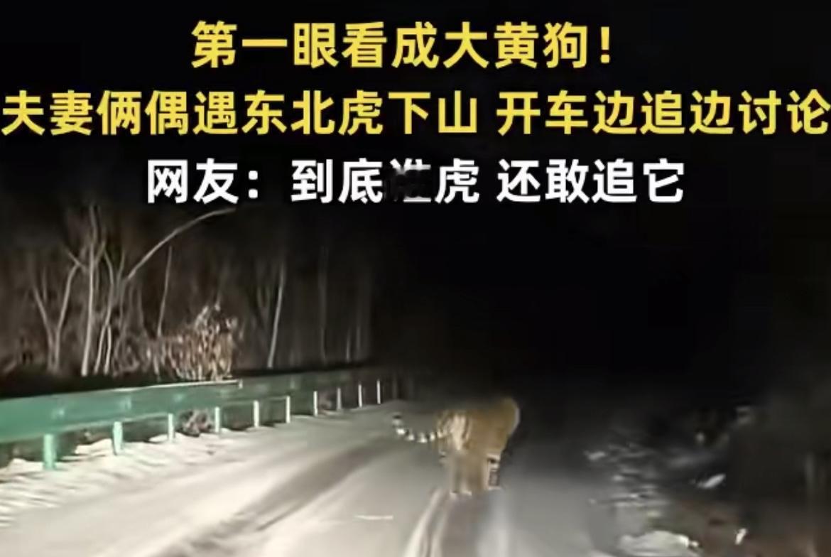 最近吉林延边一对夫妻的遭遇，可把网友们乐坏了——两人在野外开车时，远远看见一只“