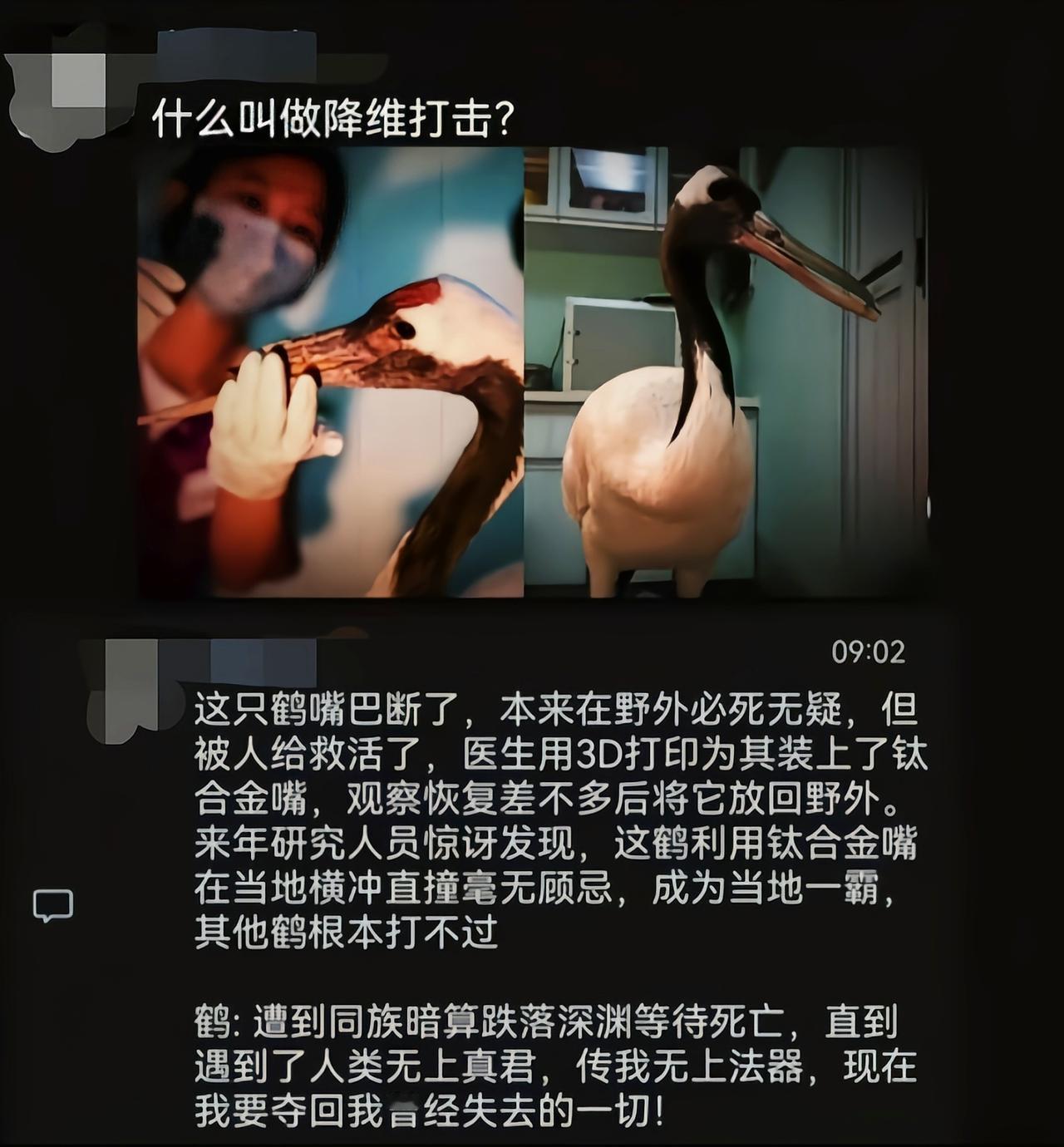 这只鹤不仅对其他同类造成威胁，关键它还敢动饲养员[捂脸哭]