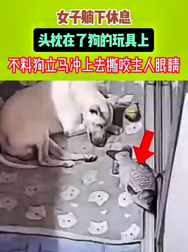 太可怕了！只是枕了下狗的玩具，女主人惨遭被咬！网友：别再把动物当儿子养了！黑