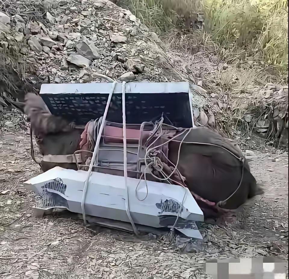 这画面看一次难受一次？