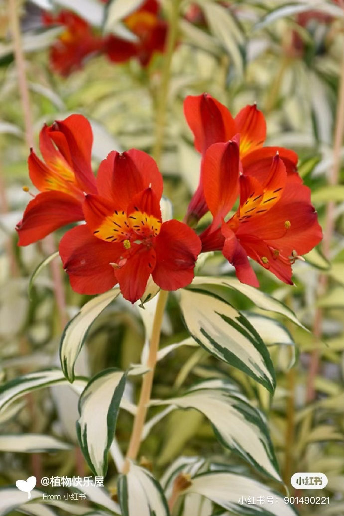 ‎种植六出花（Alstroemeria）的一个园艺品种，其正式名称通常为“花叶