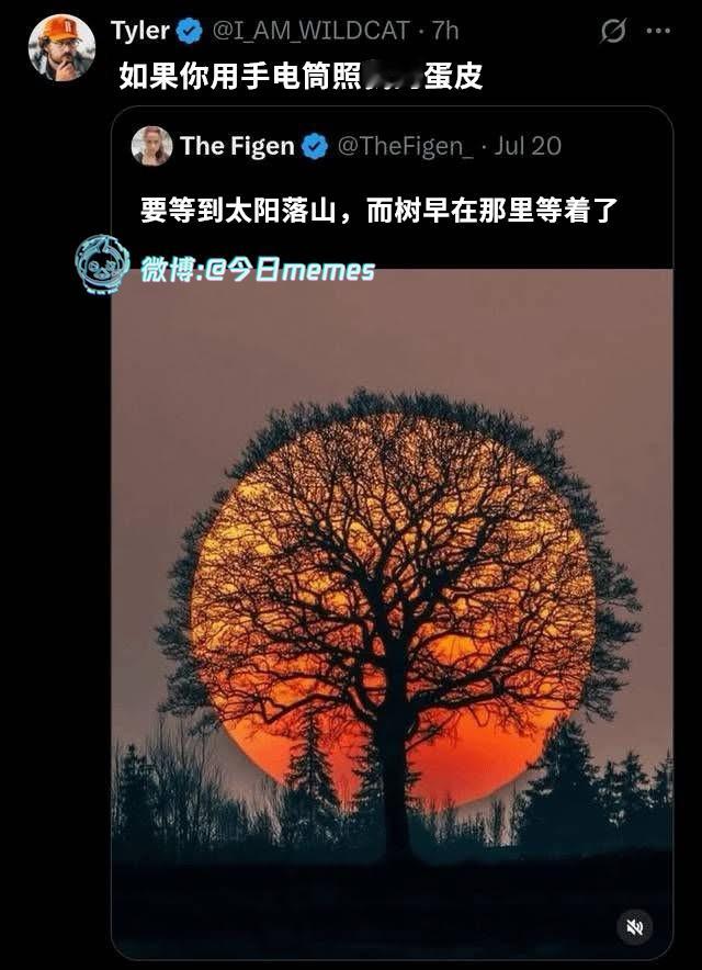 悬挂灯罩（I_AM_WILDCAT）今日meme今日memes​​​