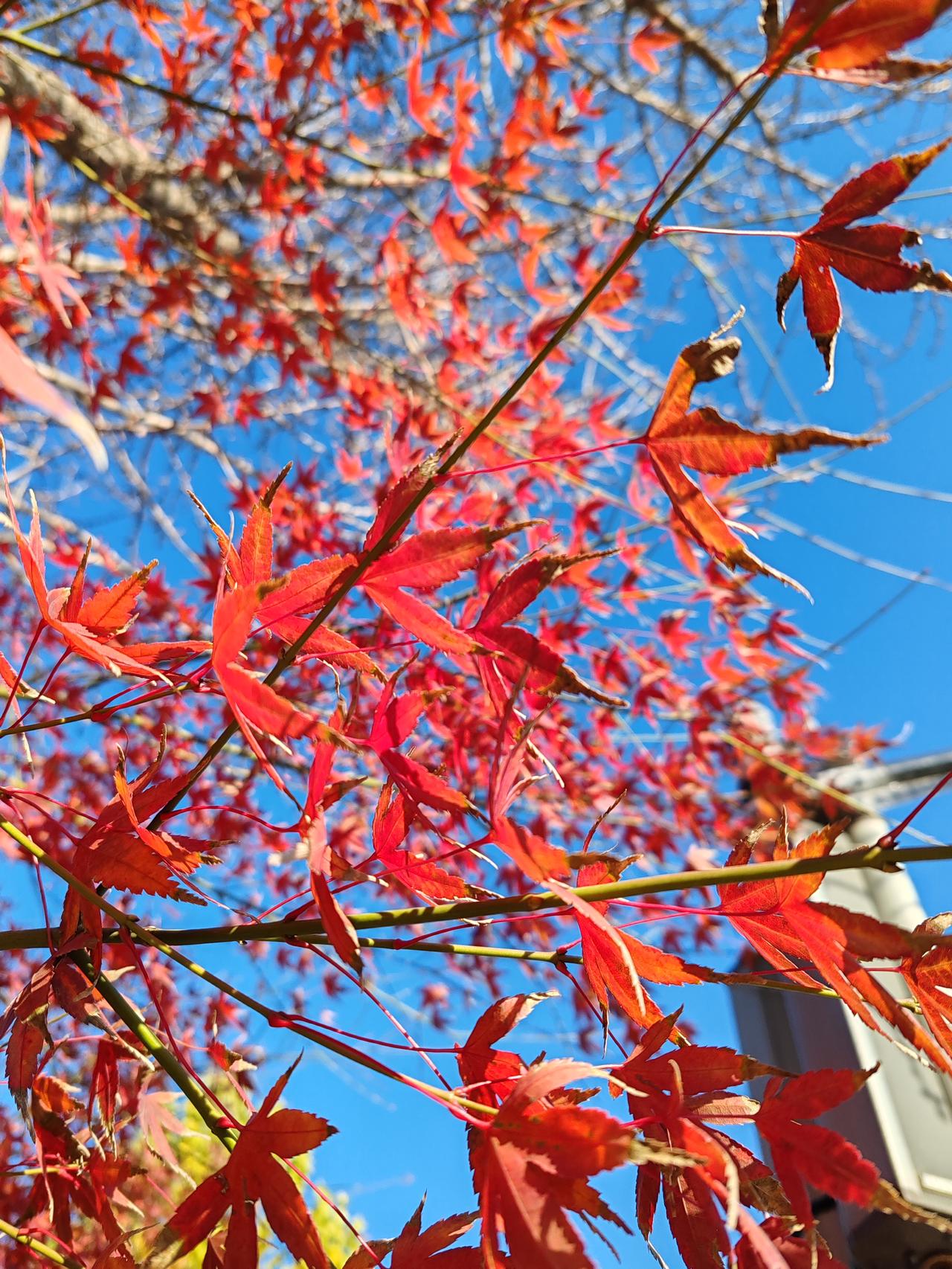 晒图笔记大赛寻初冬之景，找自我之乐。