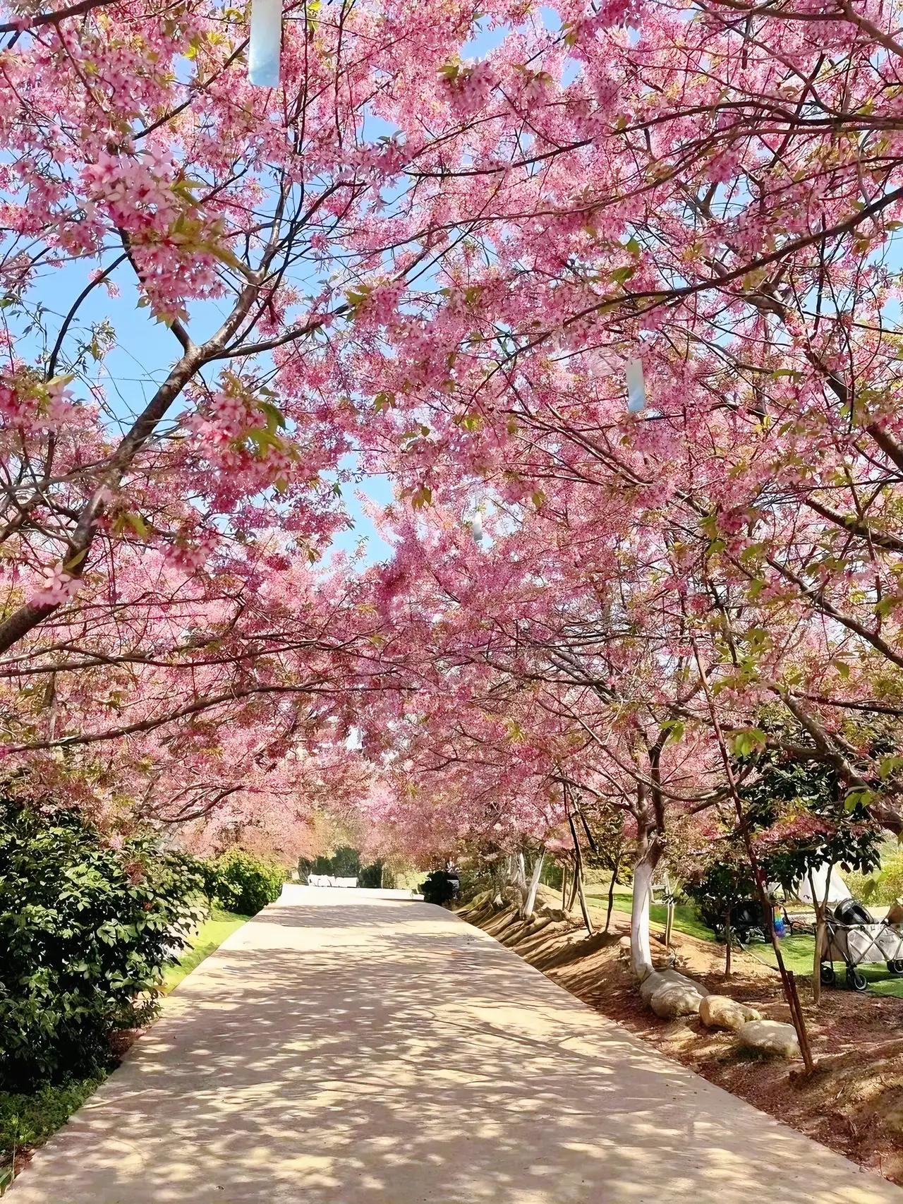 武汉按下“樱花键”：全城粉红滤镜上线，连地铁报站都在说情话1️⃣地铁2号