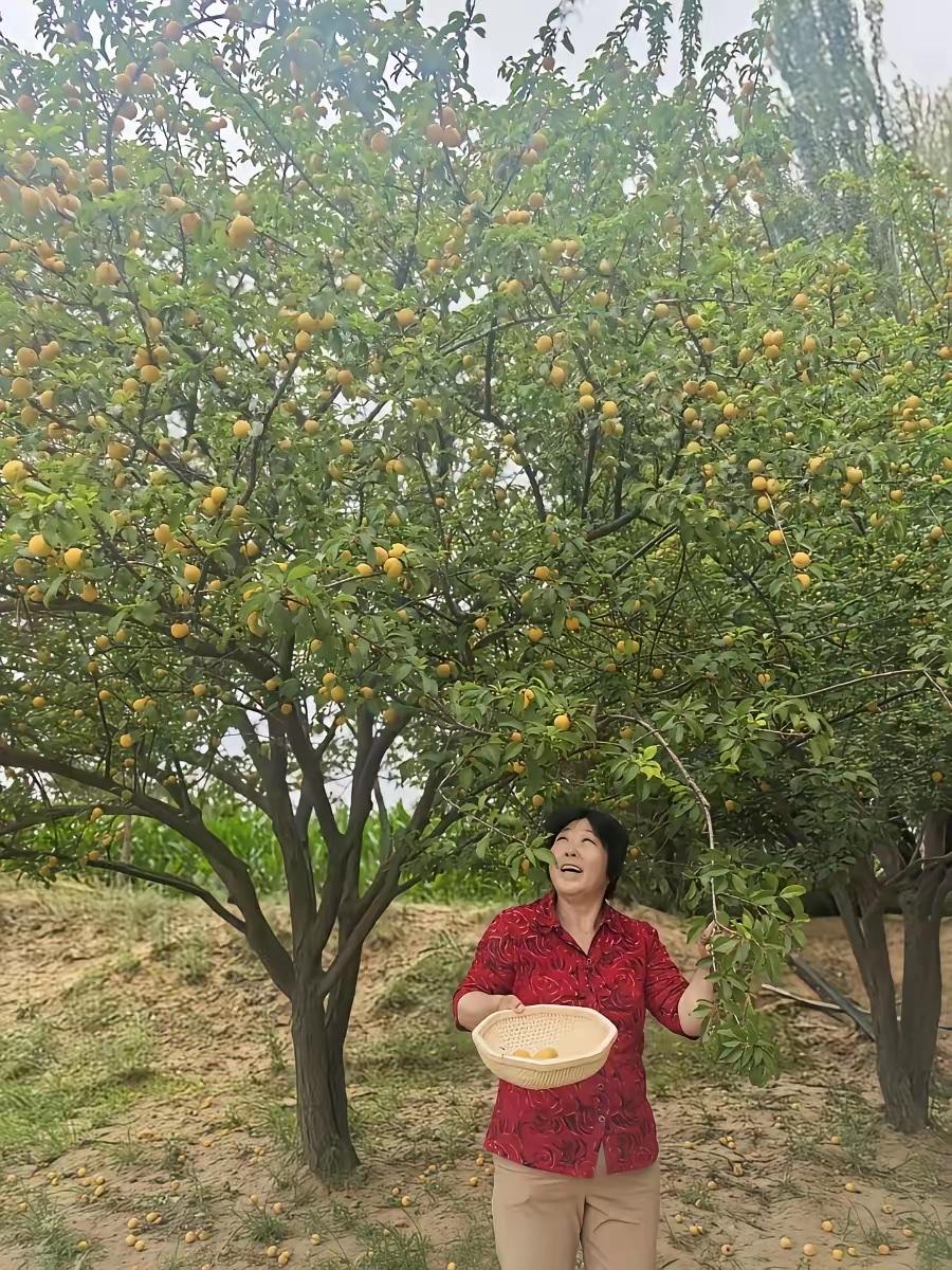 “治沙女杰”殷玉珍，如今家底厚得惊人。曾经寸草不生、漫天黄沙的荒漠，如今变成