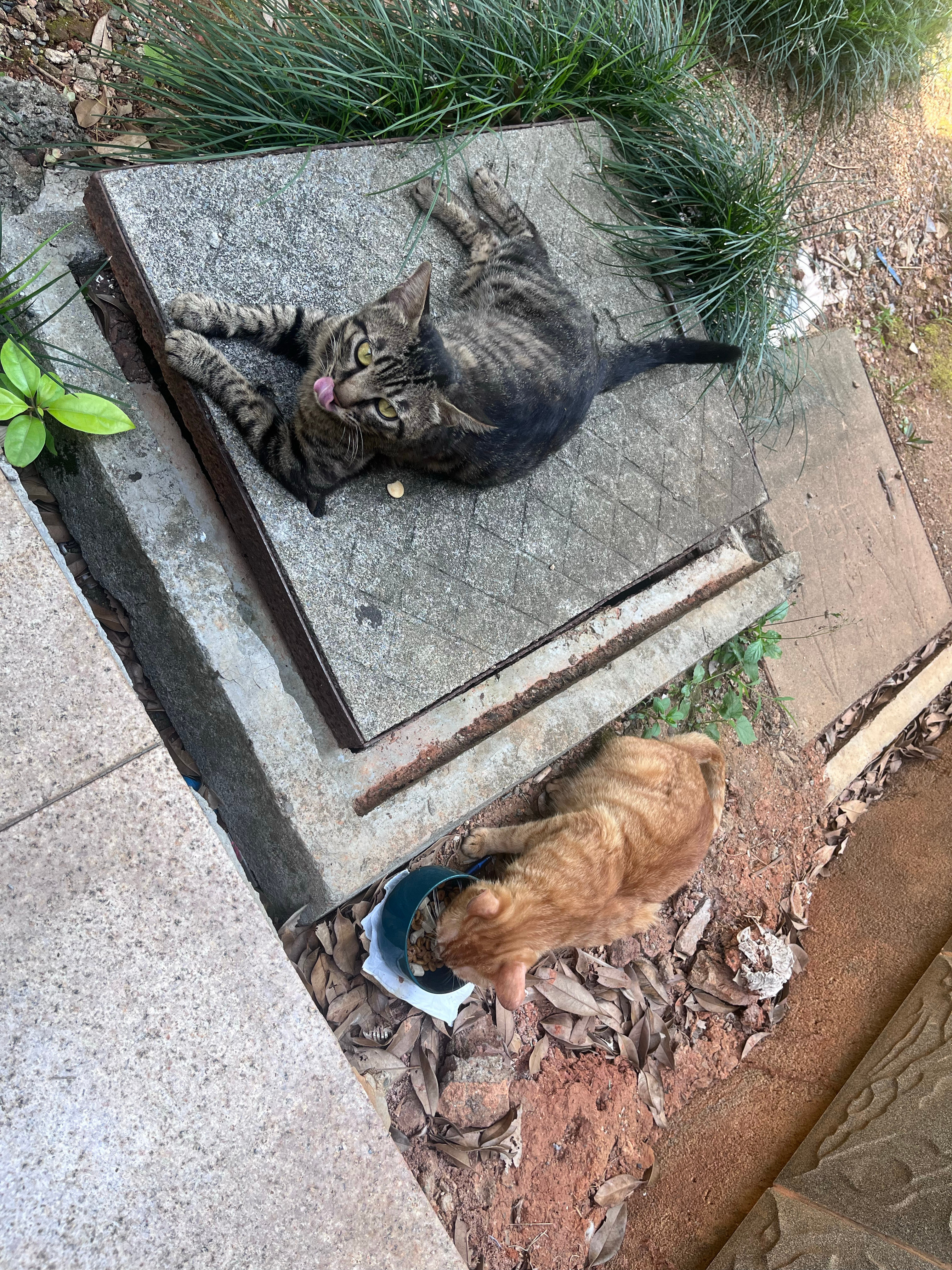 好可爱呀小猫咪