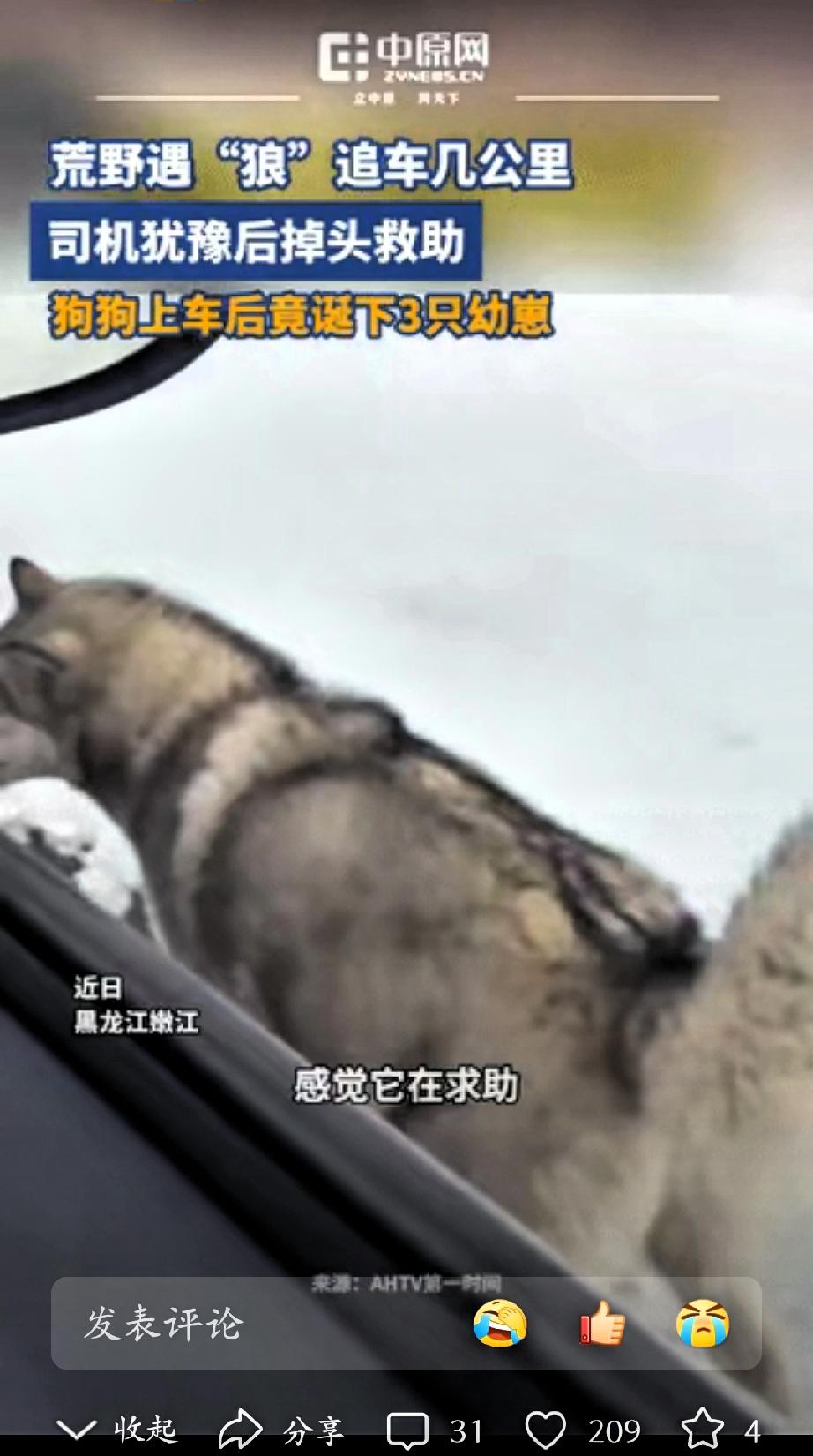 黑龙江，女子开车遇到一只狗狗追车，一直追了好几公里，不肯放弃，女子从后视镜中看到