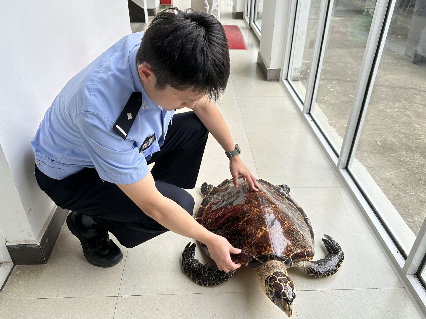 据媒体报道，一名中国籍潜水教练在印尼涉嫌猎杀玳瑁，本人已就此事发声。玳瑁是国家一