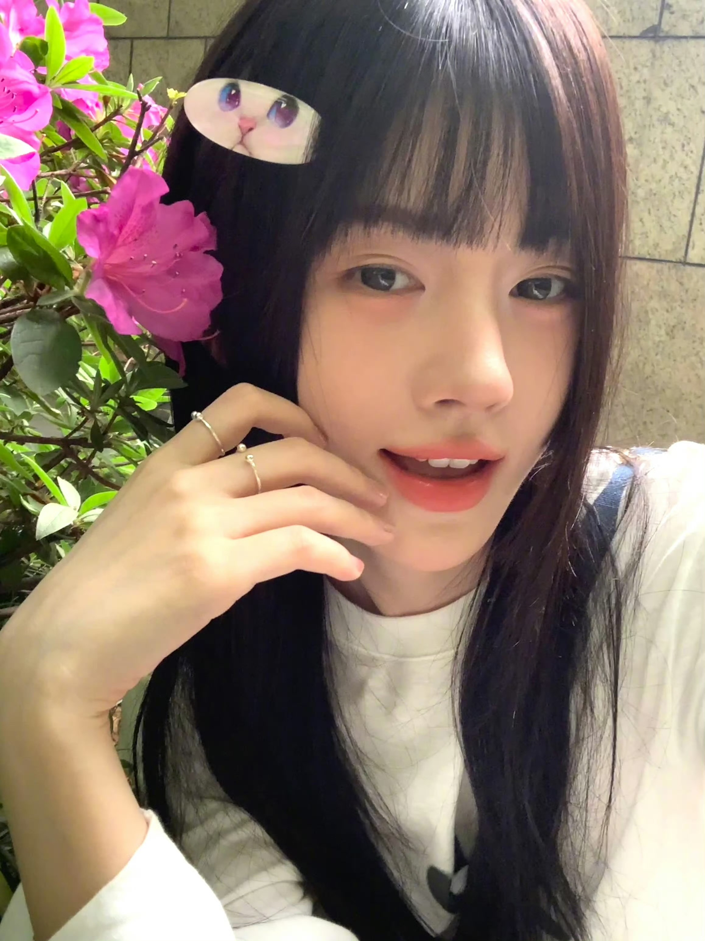 小猫有一个萌萌的齐刘海៸៸᳐⦁⩊⦁៸៸᳐੭ﾞ