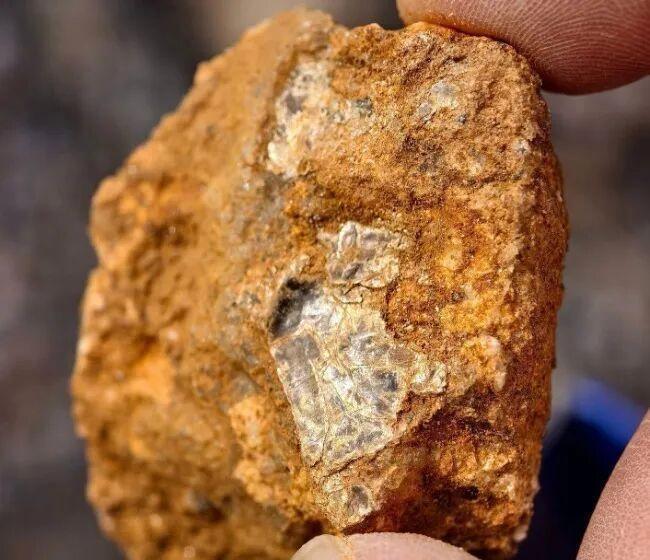 大连8岁男童挖野菜，疑似找到金矿？大连庄河最近出了个新鲜事，8岁小男孩上山挖