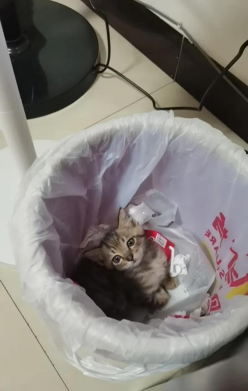 当你的小猫找不到的时候，他可能在哪个你想不到的地方睡觉！