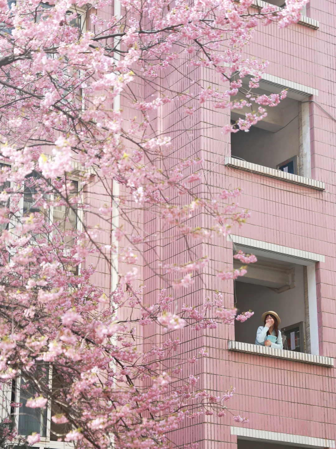 武汉这个小区的早樱真的没有对手…开爆啦🌸