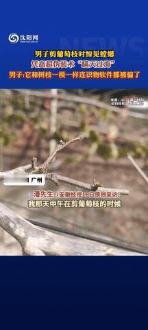 幸亏动作慢！广东一小伙修剪葡萄枝时，突然树枝竟然自己动了！他被吓一跳，仔细一看，