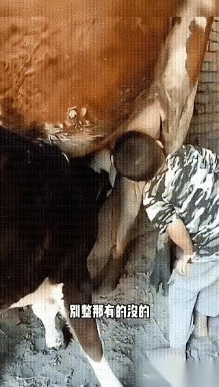 好家伙，我今天算是开了眼了。一个小屁孩，对着正在吃奶的小牛犊子，上去就是一巴掌