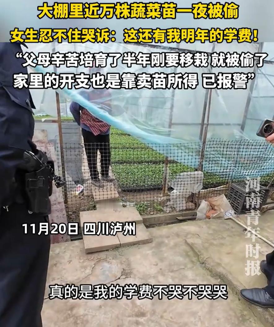 四川泸州，一女生家里用大棚辛苦栽培了半年蔬菜苗，眼看就要移栽了，结果一夜之间全都