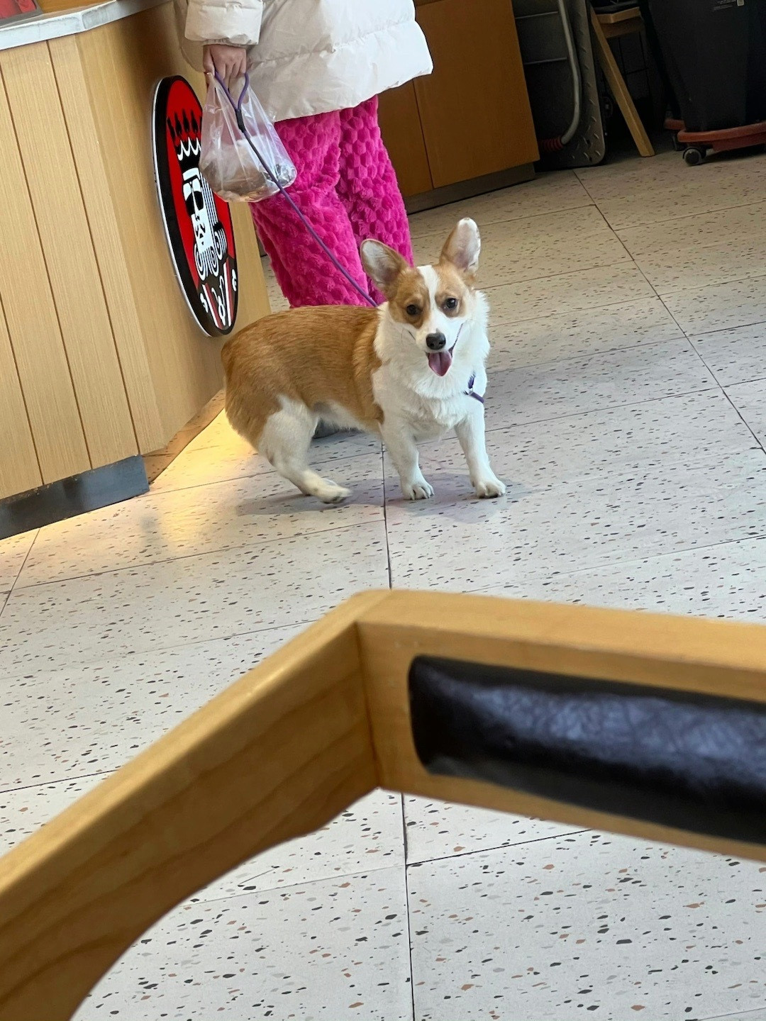 小矮短脚狗两只耳朵竖起来爱吃萝卜和青菜……（串频道了）