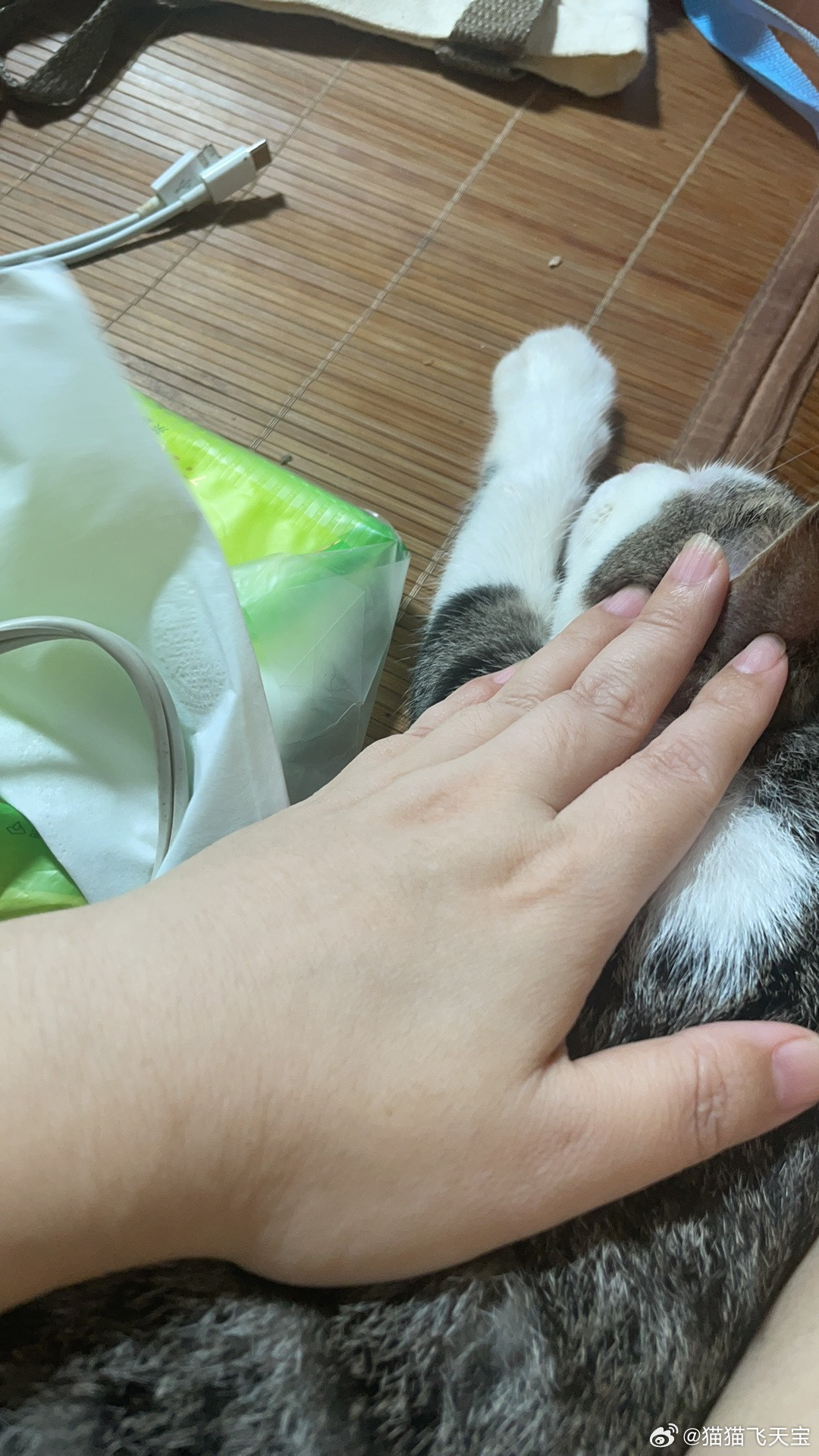 小猫被救下来之后小步伐迈得很开心可爱的小猫咪，真的是太让人暖心。大家时间的话，一