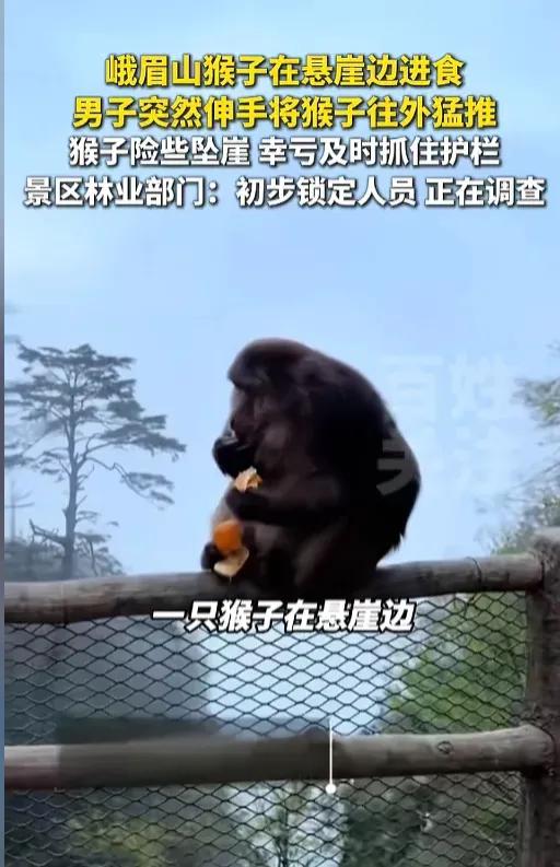 斯文败类具象化了！四川峨眉山景区里，一只安安静静蹲在悬崖护栏上吃橘子的猴子，没招