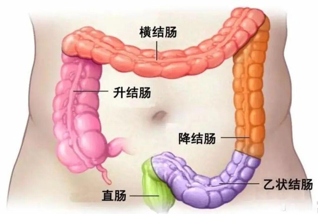 终于体验了一把有痛肠镜,时间虽然不长,也就10多分钟,但遭受的痛苦却令人印象深刻
