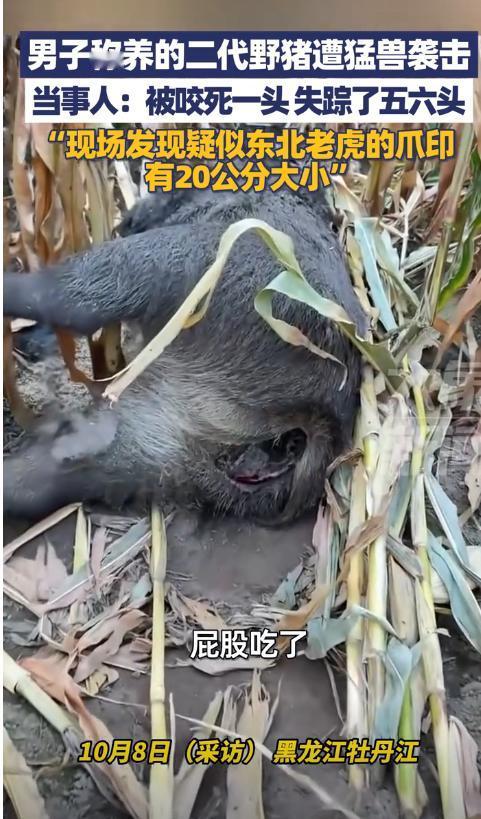 这下损失大了！10月8日报道，黑龙江牡丹江，一男子在村外养了一群“二代野猪”，这