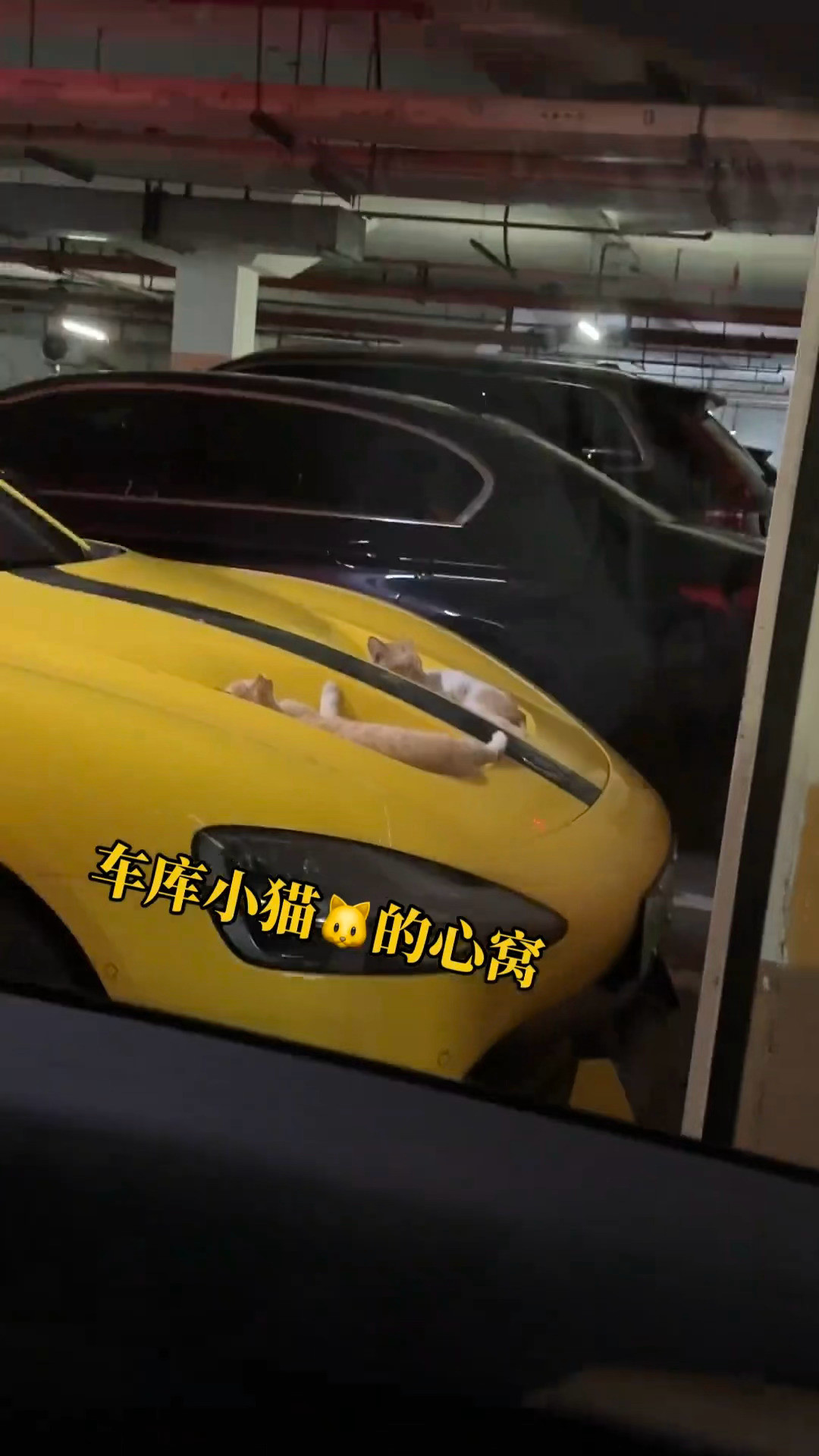 车库小猫的新窝。。。小米汽车​​​