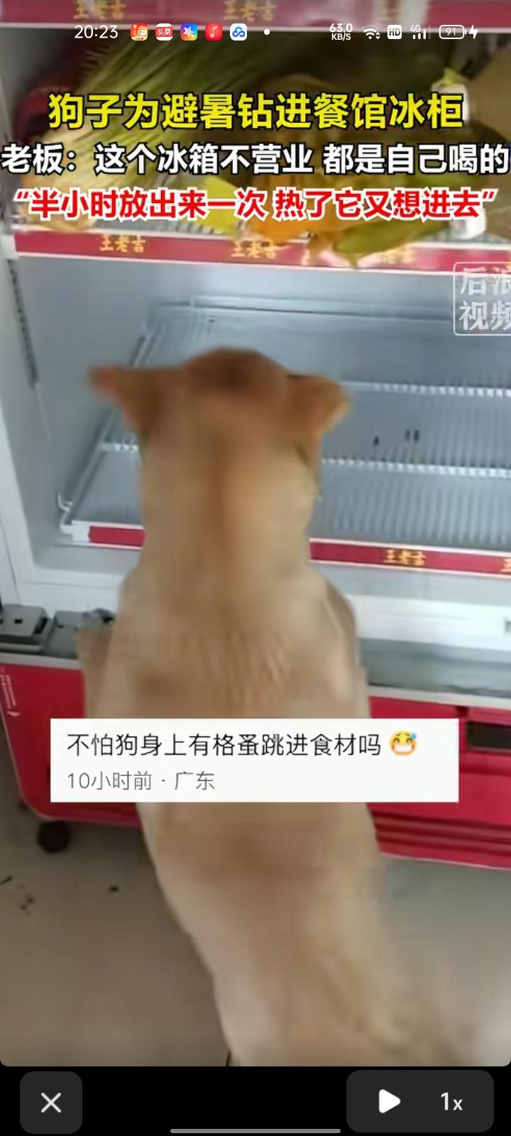 5月28日，广东广州。天气炎热，狗子为避暑钻进餐馆冰柜，对于网友担心餐馆卫生问题